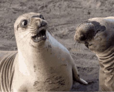 What Seal  What Seal Cute Discover And Share S