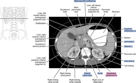 Ct Of The Abdomen Radiology Key