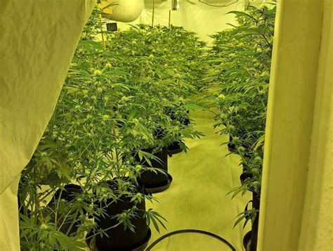 Man Arrested After Police Raid Uncovers Large Cannabis Grow In Wem Shropshire Star