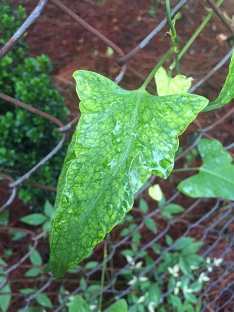 Invasive Vine Walter Reeves The Georgia Gardener