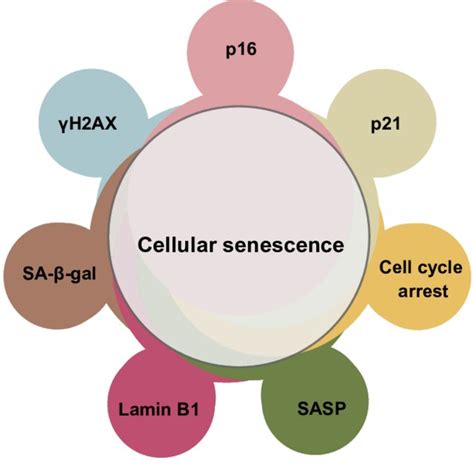 Markers Of Cellular Senescence Markers Most Commonly Used To Identify