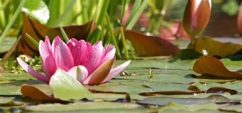 Water Lilies How To Plant And Grow World Of Water