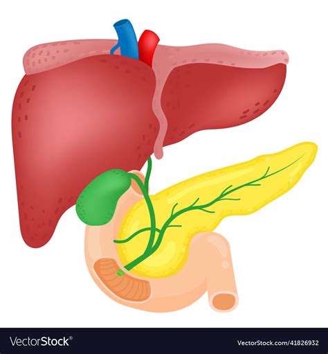 Anatomie Der Leber Gallenblase Und Pankreas Vektorbild