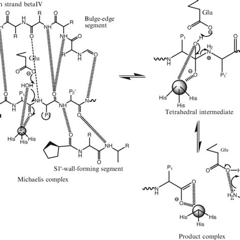 Catalytic Mechanism Of Mmps The Figure Represents The Cleavage