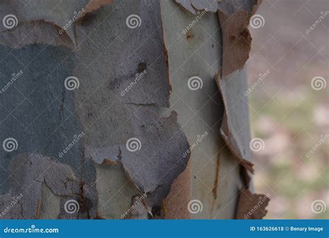 Bomen In De Botanische Tuin Bij Noy Farm Stock Foto Image Of Bosje