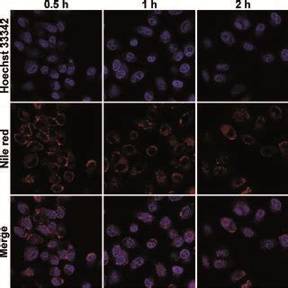 A Cell Viability Of Hcfu And Hbs Dds For Hela Cells After Incubation