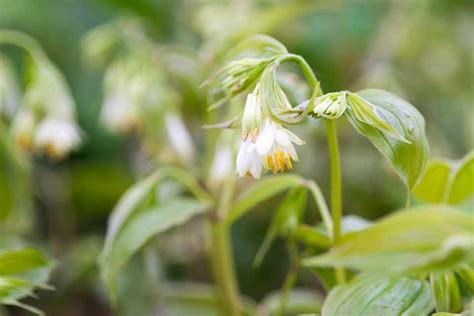 Best Plants for a Shady Border - BBC Gardeners World Magazine