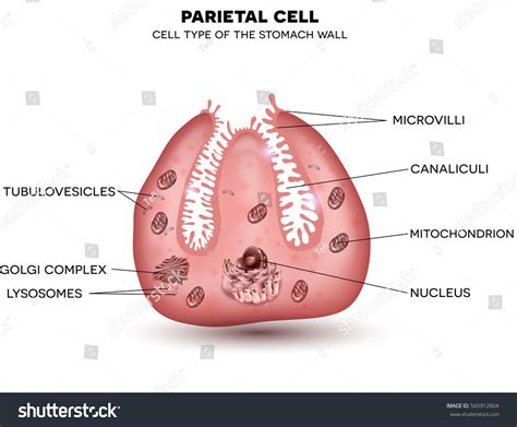 Parietal Cell Stomach Wall Located Gastric Stock Vector (Royalty Free ...