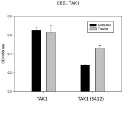 Human Phospho Tak Ser And Total Tak Cell Based Elisa Kit