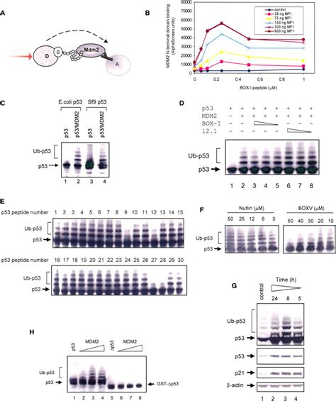 Dual Site Regulation Of Mdm E Ubiquitin Ligase Activity Molecular Cell