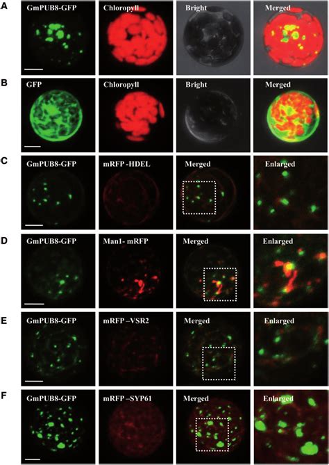 Subcellular Localization Of Gmpub Gfp Fusion Protein In Arabidopsis