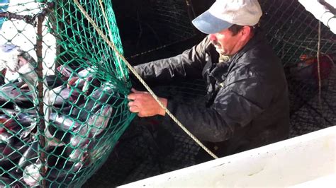 Black Cod Fishing With Traps On Fv Calyspo Youtube