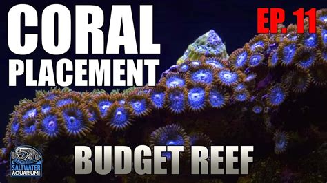 Coral Placement Finding The Best Spot For Coral To Thrive Budget Reef Tank Youtube