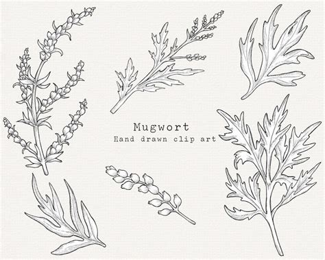 Mugwort Herb Clip Art Herbal Remedies Clipart Medicinal Herbs Botanical Illustration Hand