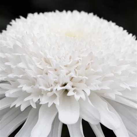 Chrysanthemum Indicum Snow Eleonora S Schnitt Chrysantheme