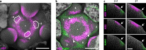 AS2 And KAN1 Prepattern Adaxialabaxial Polarity At The Shoot Apical