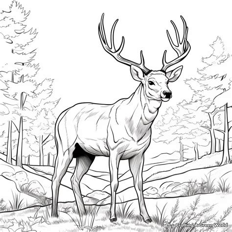 Deer Hunting Coloring Pages