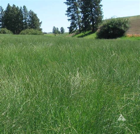 Bluebunch Wheatgrass