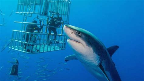 White Shark Cage Diving, Gansbaai, South Africa - Heroes Of Adventure