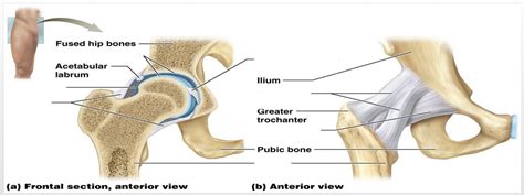 Hip Joint Diagram Quizlet