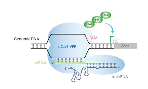 Dcas Vpr Mrna For Quick Transcriptional Activation And Enrichment In