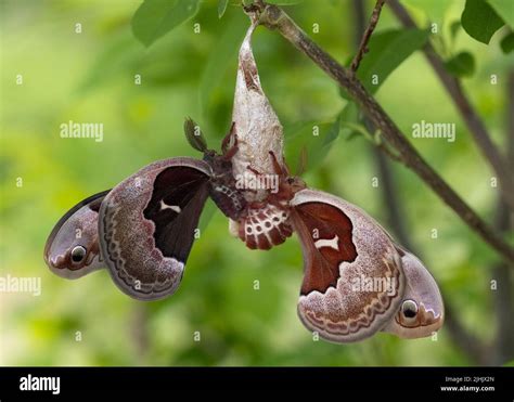 Cecropia Moths Hyalophora Cecropia Mating After The Female Emerges