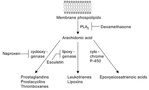 1 Eicosanoid Biosynthesis Arachidonic Acid Is Liberated From Membrane