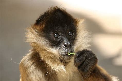 Black-Handed Spider Monkey - Honolulu Zoo Society