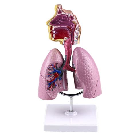 Buy Gh Ys Human Respiratory System Model Removable Human Organ