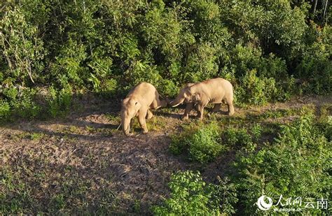 Wild Asian Elephants Play Happily In Sw Chinas Yunnan 5 Peoples Daily Online