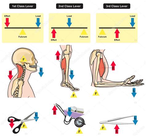 Sistemas De Alavancas Do Corpo Humano