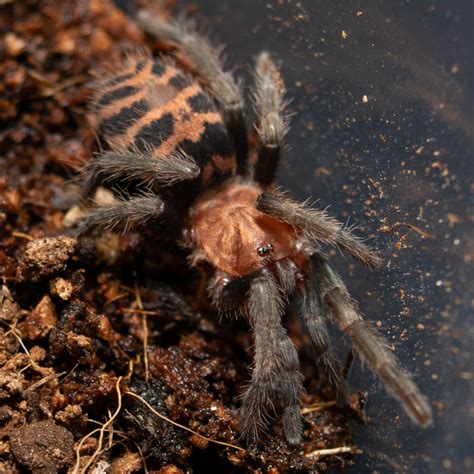 Guatemalan Tiger Rump Davus Pentaloris Arachnid Shop