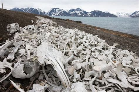 Matanza Sangrienta De Los Ballenas Y Tiburones En Groenlandia Spanish