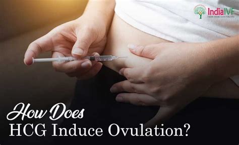 Unlocking The Mystery How Does Hcg Induce Ovulation