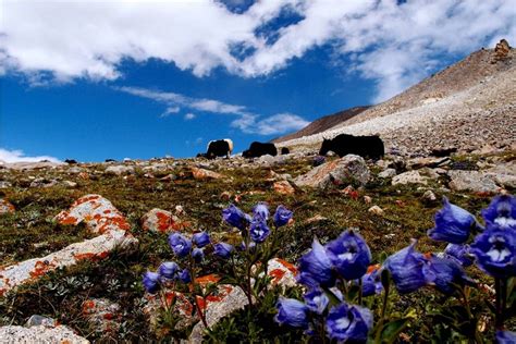 Flora and fauna of Ladakh - Rural Tourism Ladakh