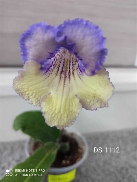 Skr Tnik Streptocarpus Strzy W Olx Pl