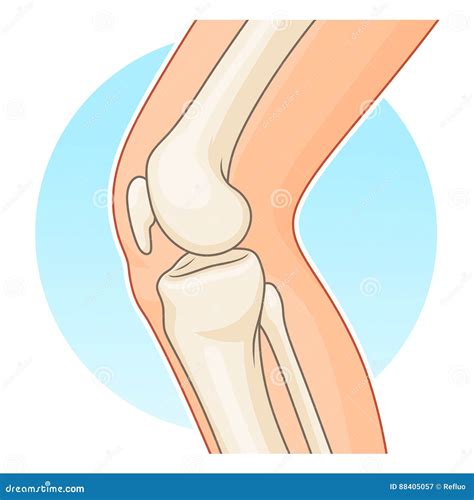 Knee Joint Side View Stock Vector Illustration Of Medical 88405057