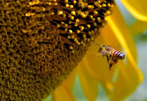 Tipos De Abelhas Sem Ferrão Mundo Ecologia