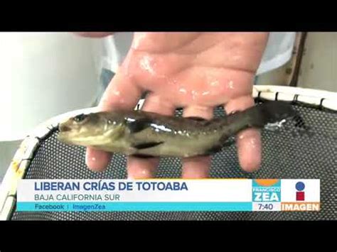 Liberan Mil Cr As De Pez Totoaba En El Mar De Cort S Noticias