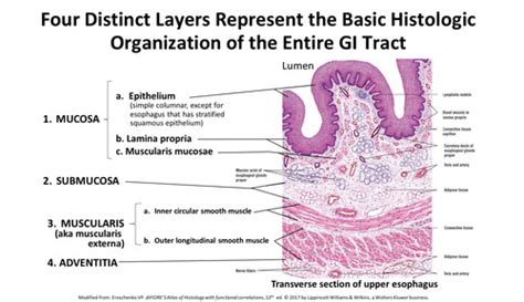 General Pathology Gastrointestinal Pathology Flashcards Quizlet