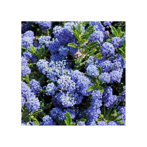 CEANOTHUS Thyrsiflorus Skylark CTR 3L