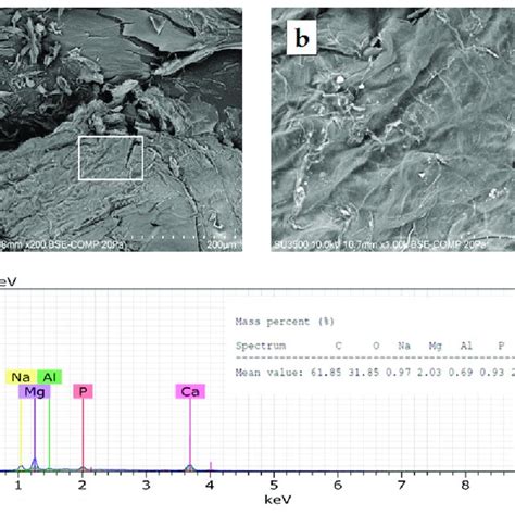 Sem Micrographs A B And Energy Dispersive X Ray Edx Analysis