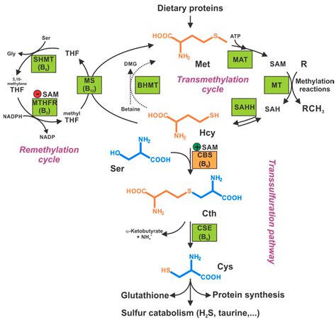 Biomolecules Free Full Text Cystathionine Synthase Molecular