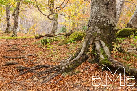 Val Daran Los Bosques M S Espectaculares De Catalu A Xavier For S