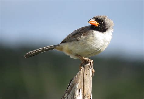 Foto batuqueiro Saltatricula atricollis Por Jéssica Carvalho Wiki