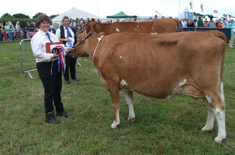 Gallery - English Guernsey Cattle Society