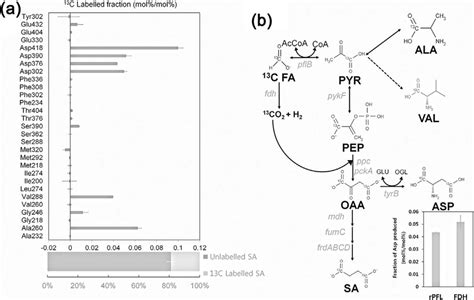 C Metabolic Flux Analysis Of Wild Type M Succiniciproducens Mbel E