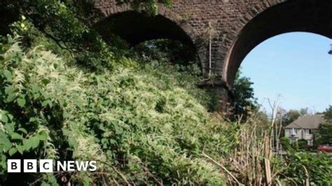 Less Hysteria Needed To Tackle Japanese Knotweed Bbc News