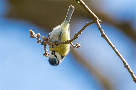 468 Bird Down Hanging Upside Stock Photos Free Royalty Free Stock