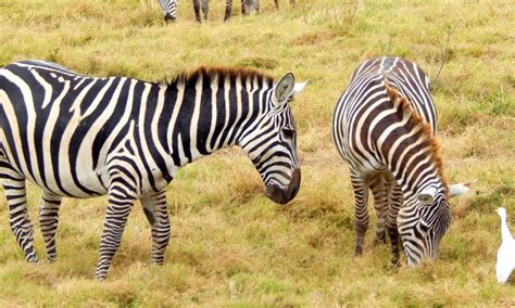 Day Masai Mara Nakuru Amboseli Ideal Kenyan Safari From